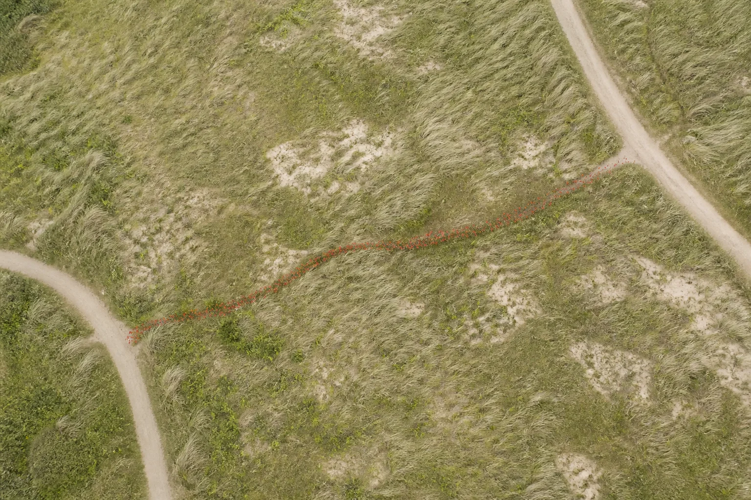 Dos senderos vistos desde el aire y conectados por una línea sutil de flores rojas sobre un paisaje claro